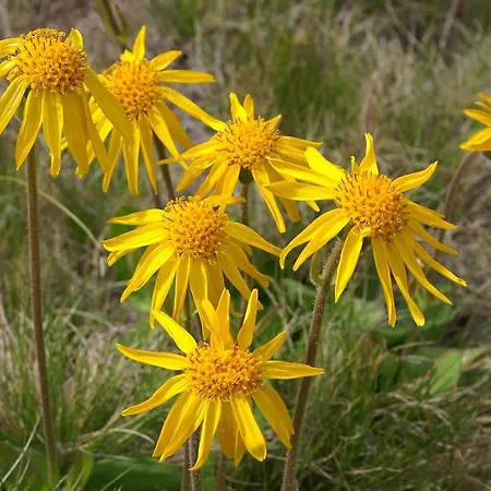 Manuela Апартаменты Арцль (Пицталь)