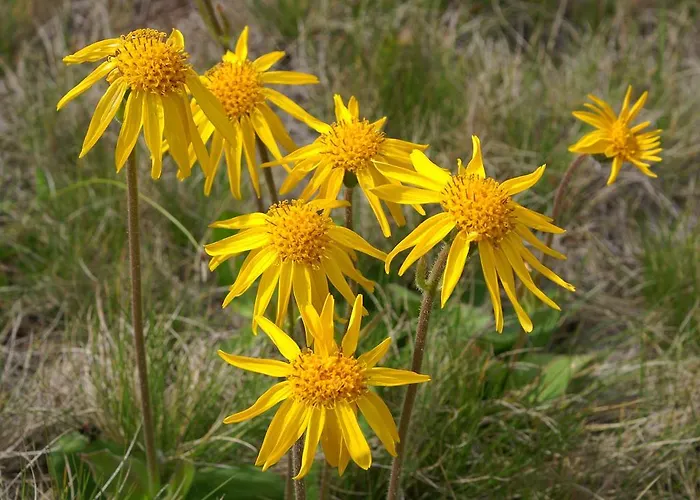 Manuela Апартаменты Арцль (Пицталь)